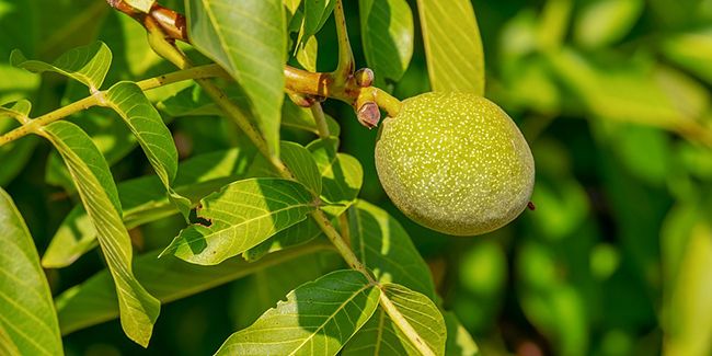 À la découverte du noyer, l'arbre à noix aux mille vertus