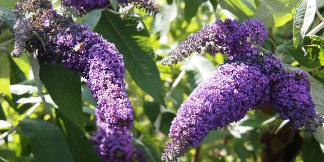 Découvrez l'arbre aux papillons : beauté et invasivité