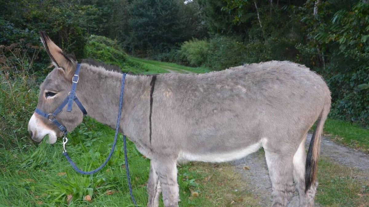 un cambriolage hilarant : un cambrioleur s'enfuit à dos d'âne
