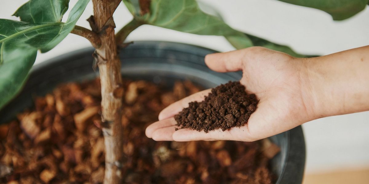 Des astuces naturelles pour faire prospérer vos plantes d'intérieur