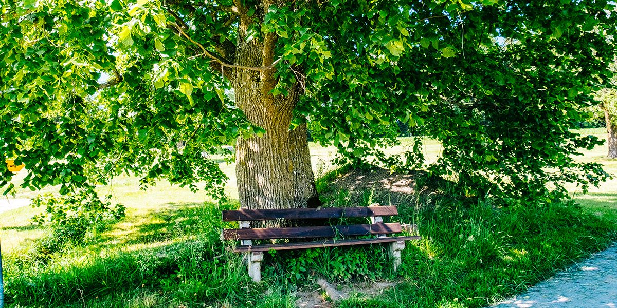 10 arbres d'ombrage pour embellir votre jardin cet été