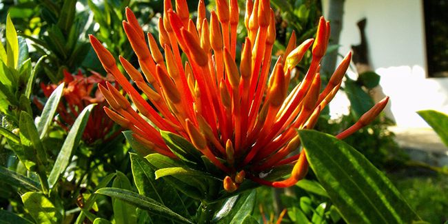 La liane aurore : une merveille florale