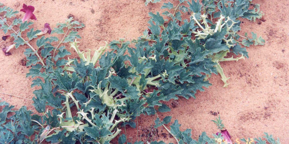 L'harpagophytum : bienfaits et atouts santé