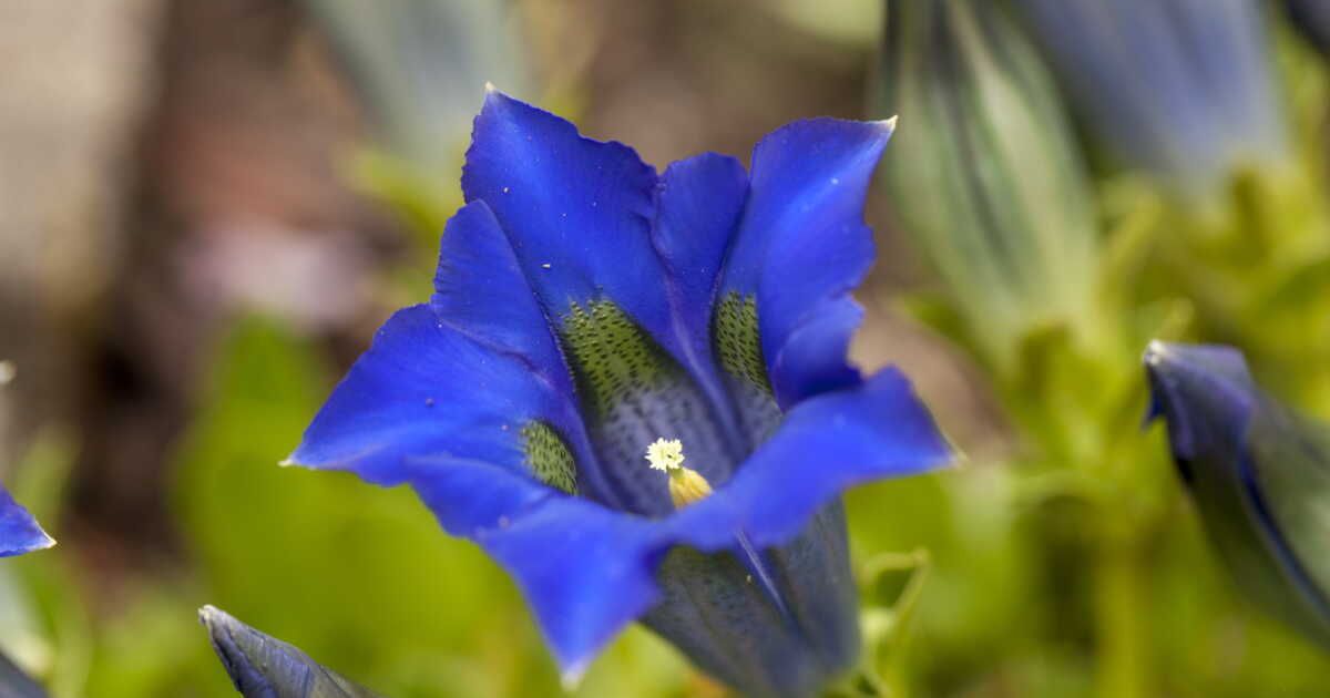 6 plantes sauvages de montagne à cultiver chez soi