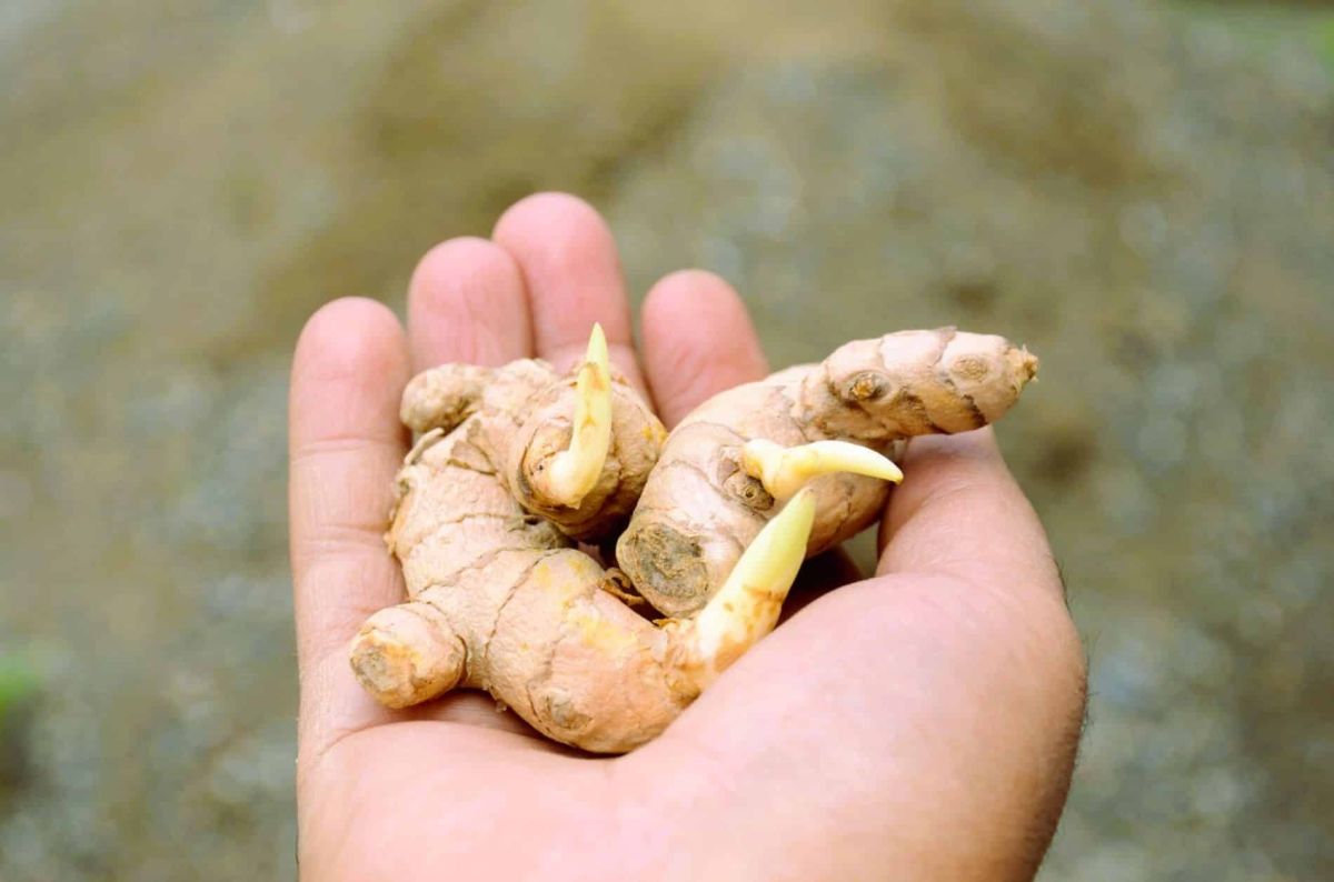Pourquoi cultiver son propre gingembre ?