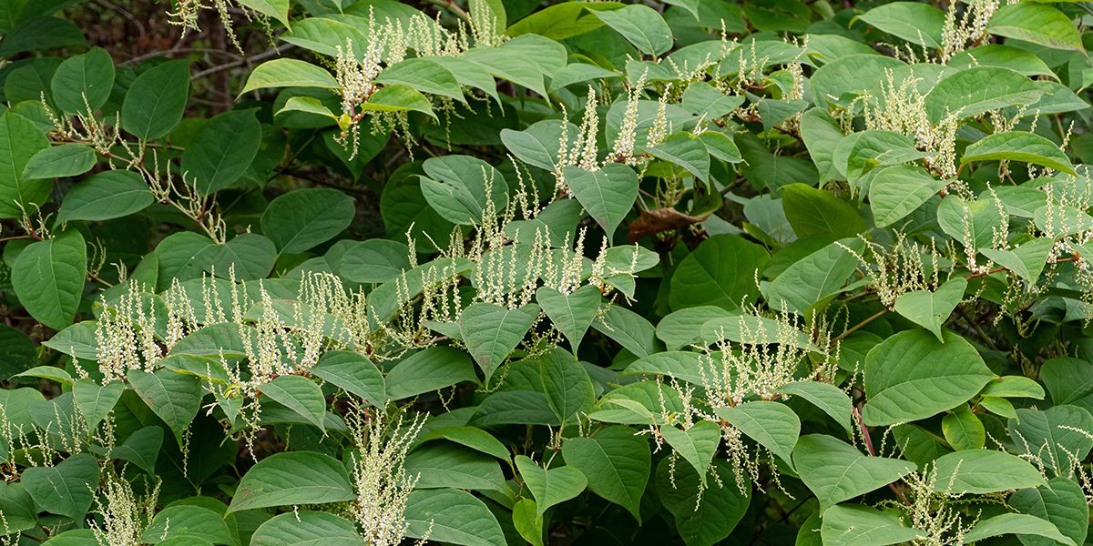 Renouée du Japon : enjeux et solutions pour une lutte durable
