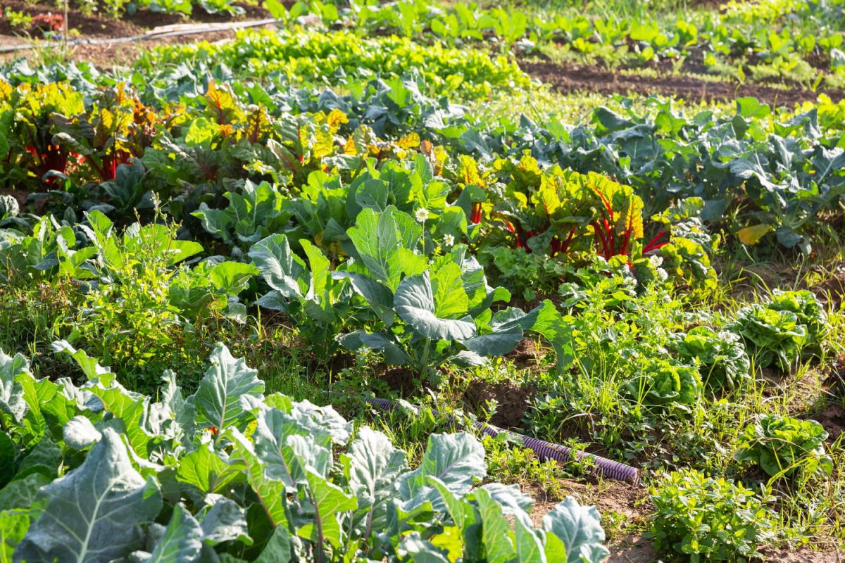 Les secrets des pros pour un potager réussi cet hiver