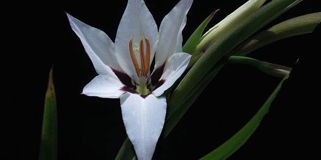 Glaïeul d'Abyssinie (Gladiolus callianthus), une élégance naturelle