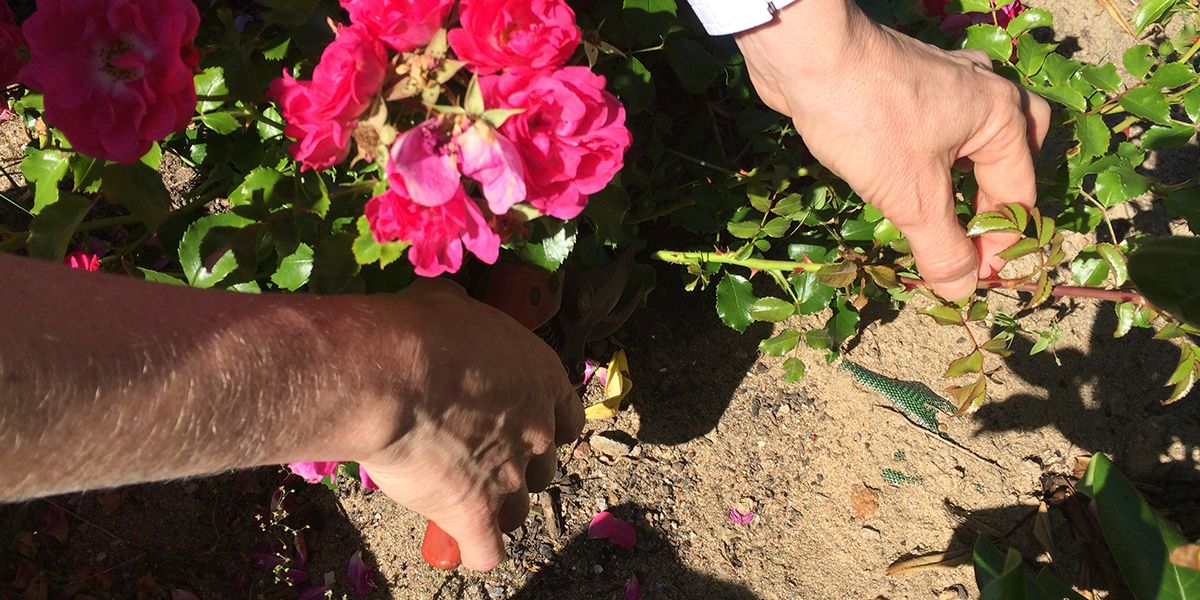 Les secrets pour réussir vos boutures de rosiers