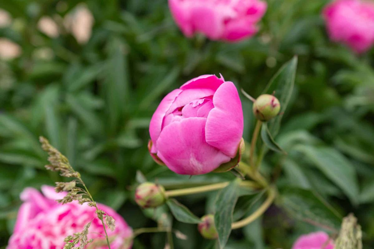 adoptez ces gestes essentiels pour des pivoines florissantes dès le printemps