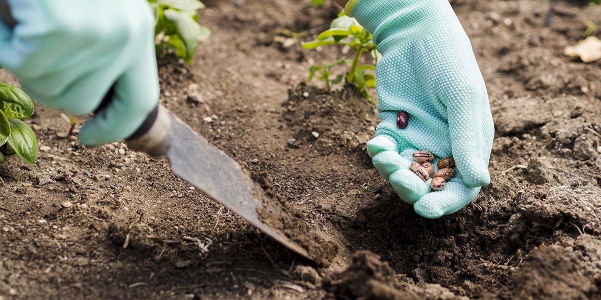 Les pièges à éviter lors des semis potagers pour une récolte réussie