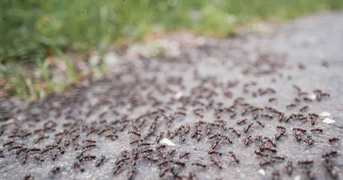 éloignez les fourmis naturellement : astuces pour un jardin sain