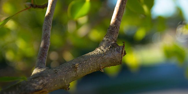 La taille douce : une approche respectueuse pour la santé des arbres