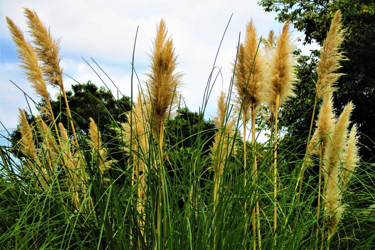 Herbe de la pampa : le guide complet pour planter et entretenir cette graminée fascinante