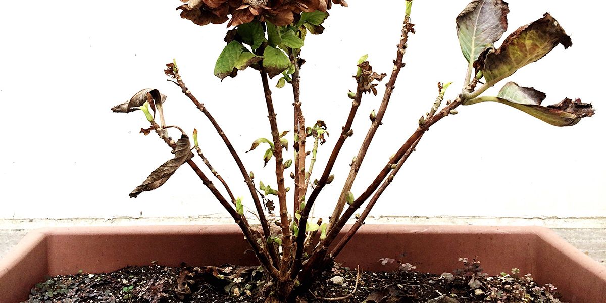 comment savoir si votre plante est vraiment morte