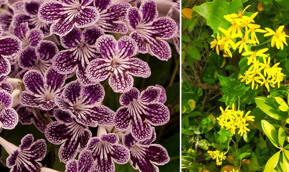 Les 30 fleurs d'hiver incontournables pour illuminer votre jardin
