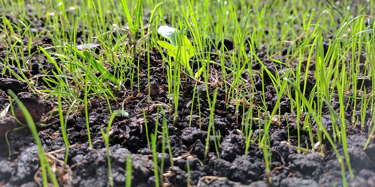 Comment réparer une pelouse abîmée (trous ou autres) ?