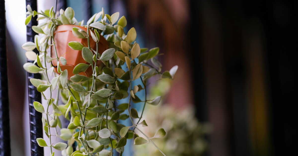 Des plantes tombantes idéales pour embellir votre intérieur
