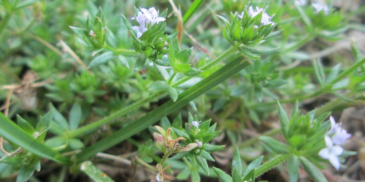 Shérardie (Sherardia arvensis) ou rubéole des champs