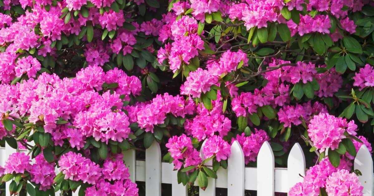 Les secrets d'un rhododendron éclatant : où le planter ?