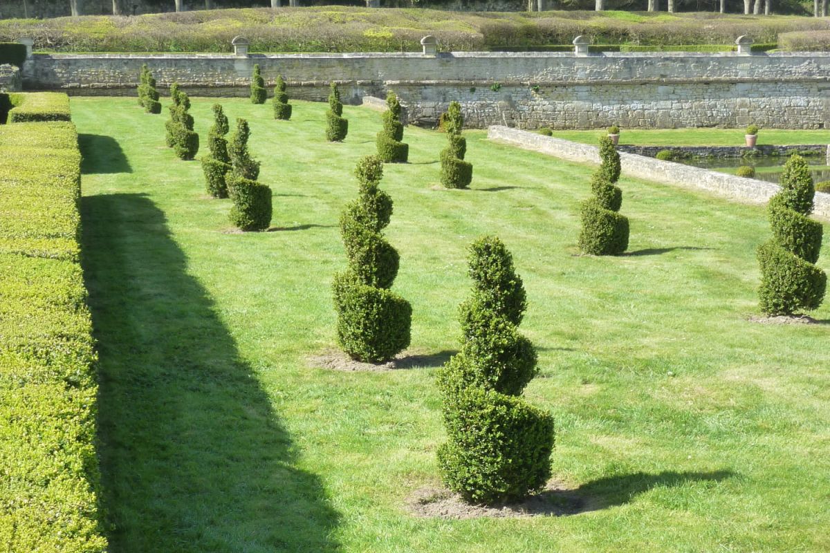 L'art topiaire : créez des sculptures végétales chez vous