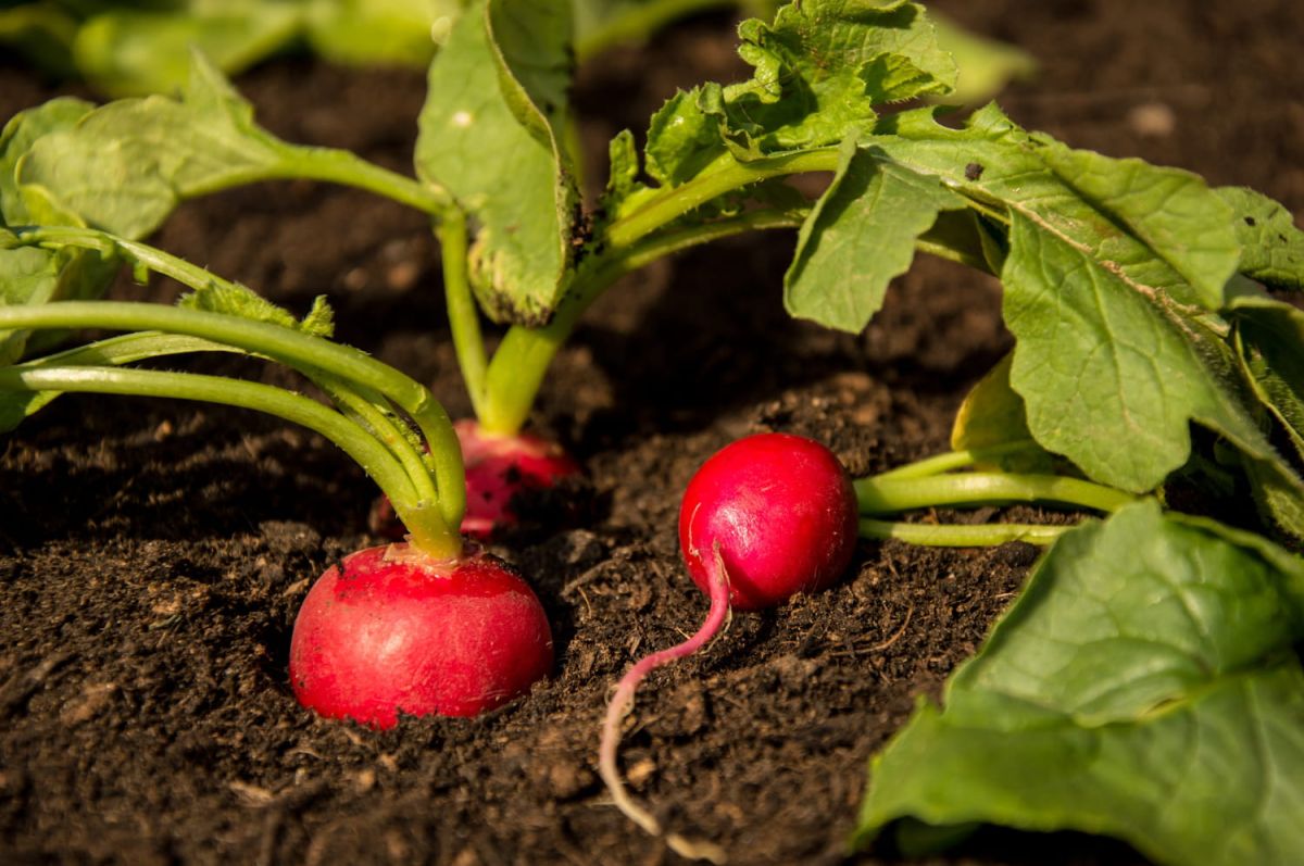 Les récoltes de mars