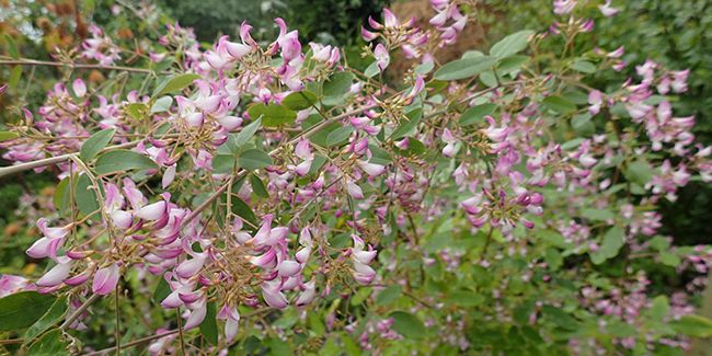 découvrez la beauté automnale du campylotropis macrocarpa