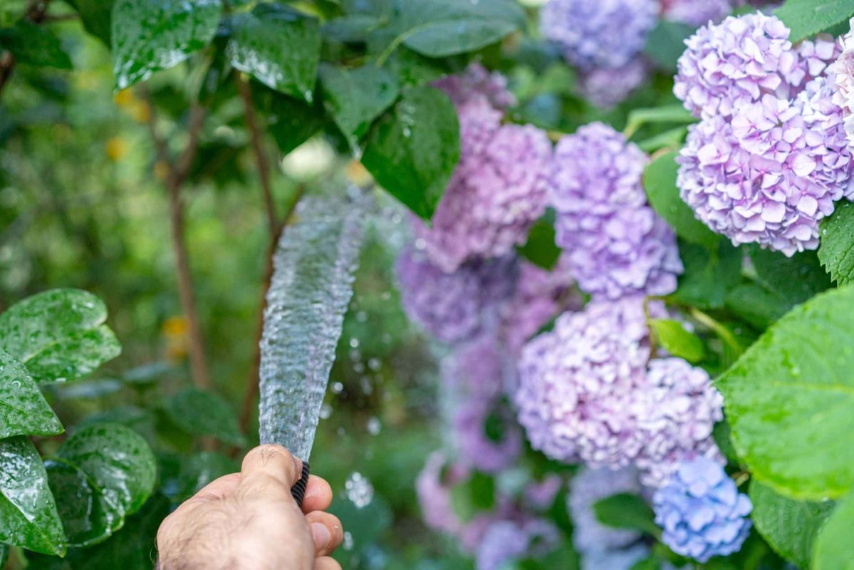 sauvez vos hortensias : 5 gestes essentiels pour une floraison réussie