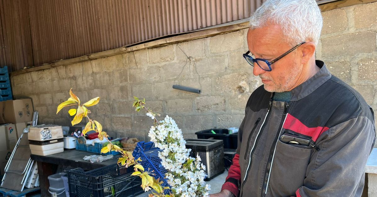 Les arboriculteurs de l'Yonne inquiets face aux caprices du climat