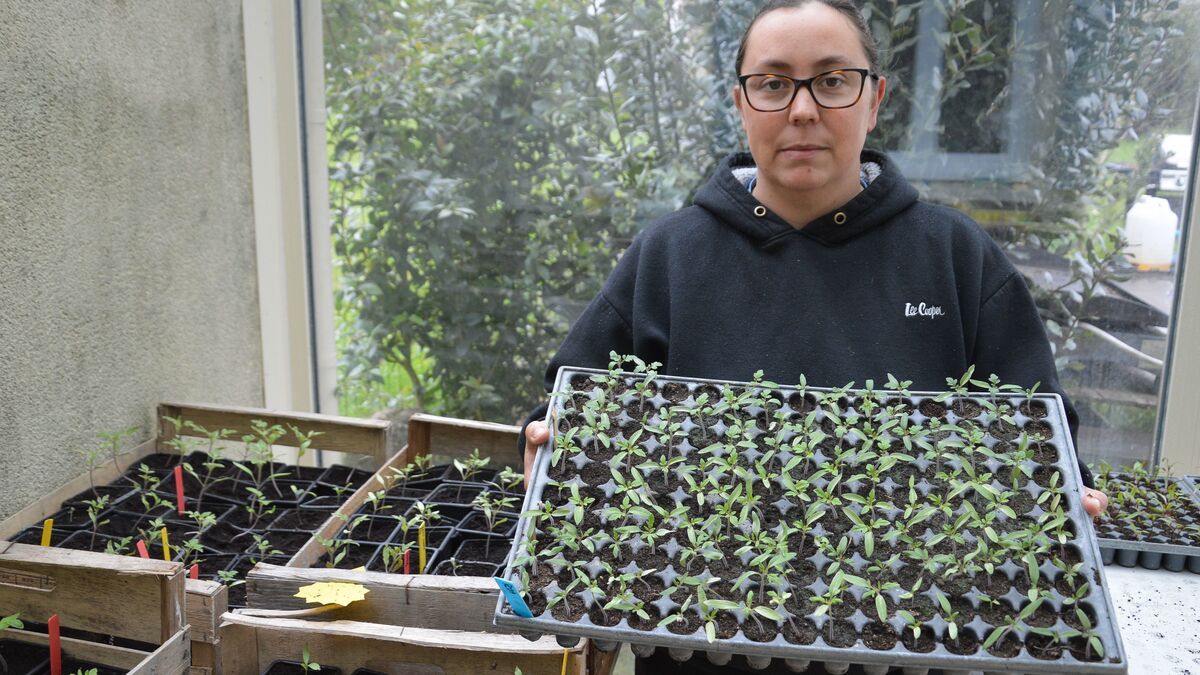 Un appel à la solidarité : une maraîchère bio en détresse face aux intempéries