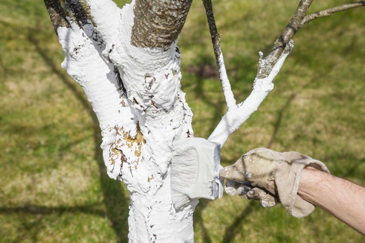 Pourquoi peindre vos arbres en blanc peut transformer votre récolte