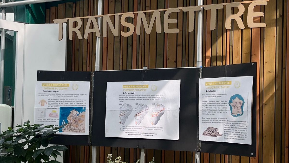 Les collégiens de Morvillars à la découverte du castor