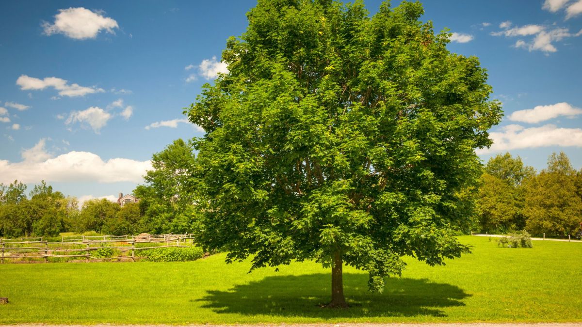 Comment obtenir un dédommagement après la mort de votre arbre suite à une taille inappropriée ?