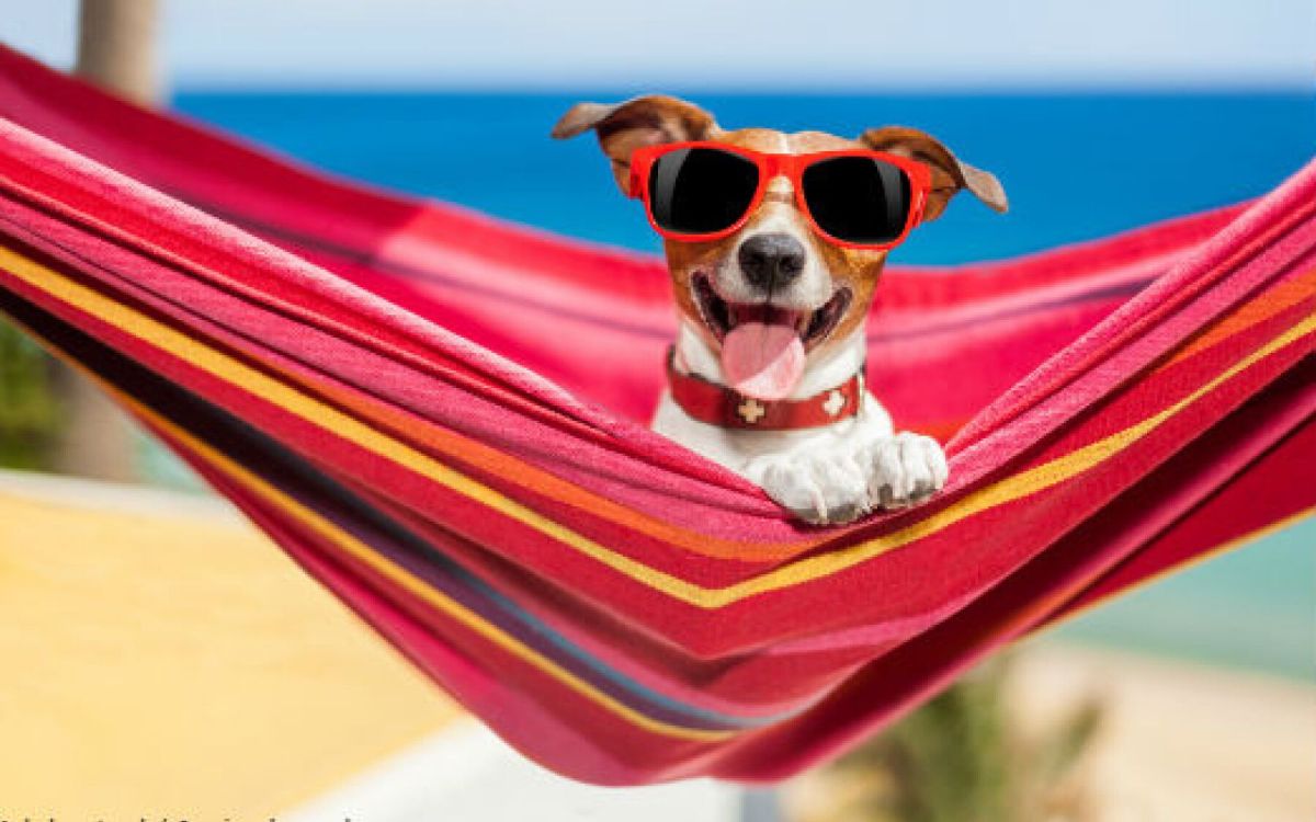 Les hôpitaux acceptent-ils des frais pour nos compagnons à quatre pattes ?