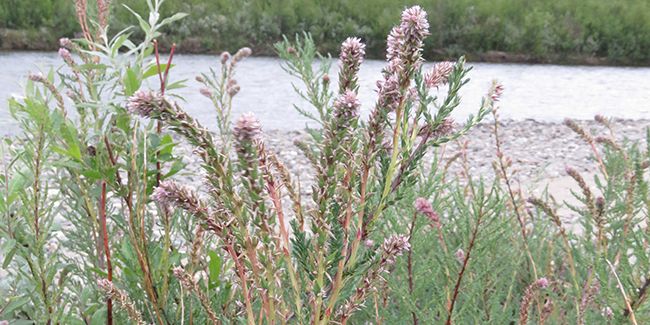 Myricaire d'Allemagne (Myricaria germanica)