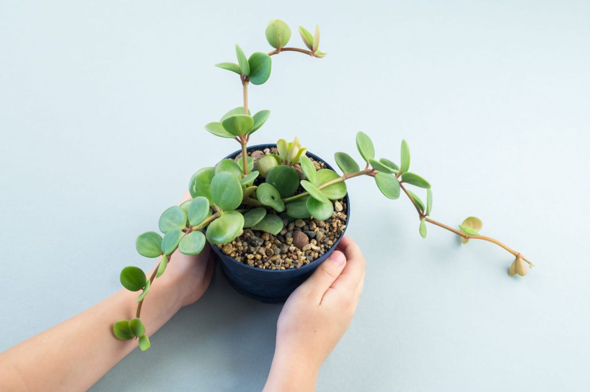 Faut-il tourner vos plantes pour les garder en pleine santé ?