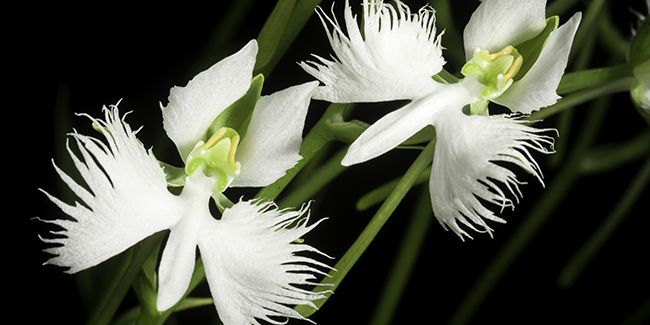 La délicatesse de l'orchidée colombe (Habenaria radiata)