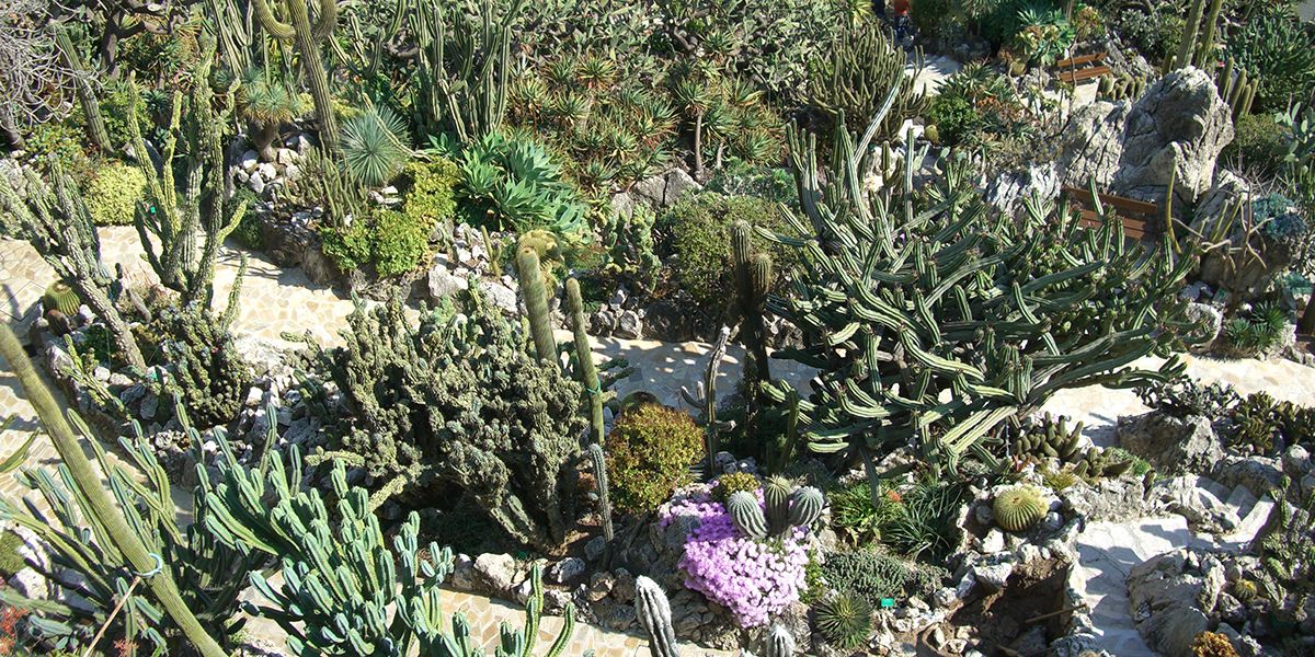 Planter des cactus en extérieur : conseils essentiels pour réussir