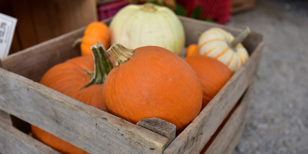 Comment conserver citrouilles, courges et potirons après les récoltes d'automne ?