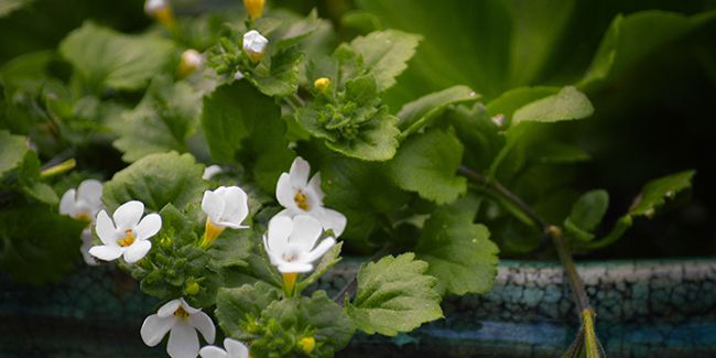 Le bacopa ornemental : l'allié idéal pour vos balcons