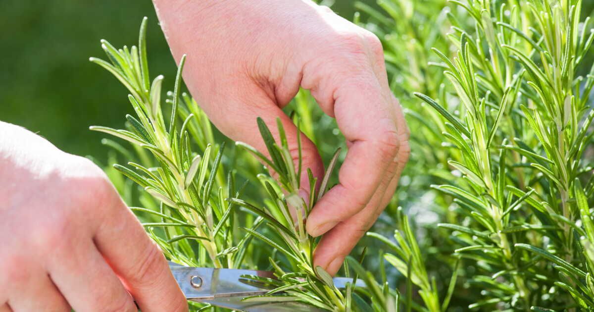 Herbes aromatiques : quand les tailler ?