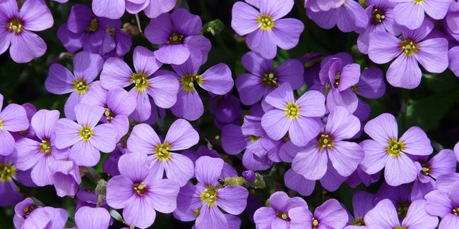 Aubriète : un coussin tapissant aux couleurs éclatantes
