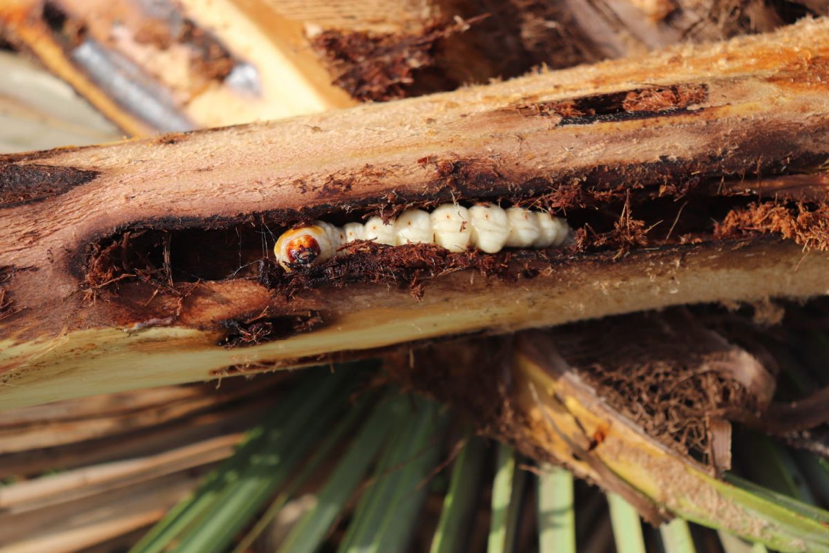 Attention au papillon du palmier : un danger pour votre jardin