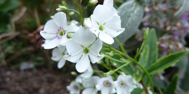 Découvrez le charme du parahebe (Parahebe x 'Avalanche')