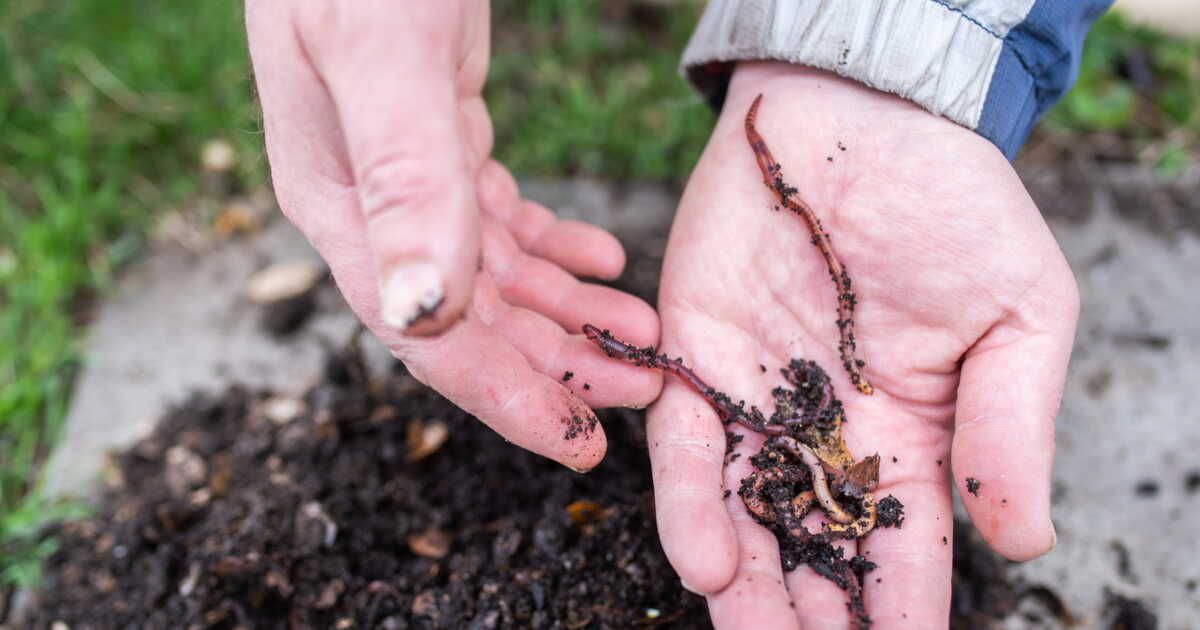 Démêler le mystère des vers blancs : hannetons ou cétoines dans vos plantes ?