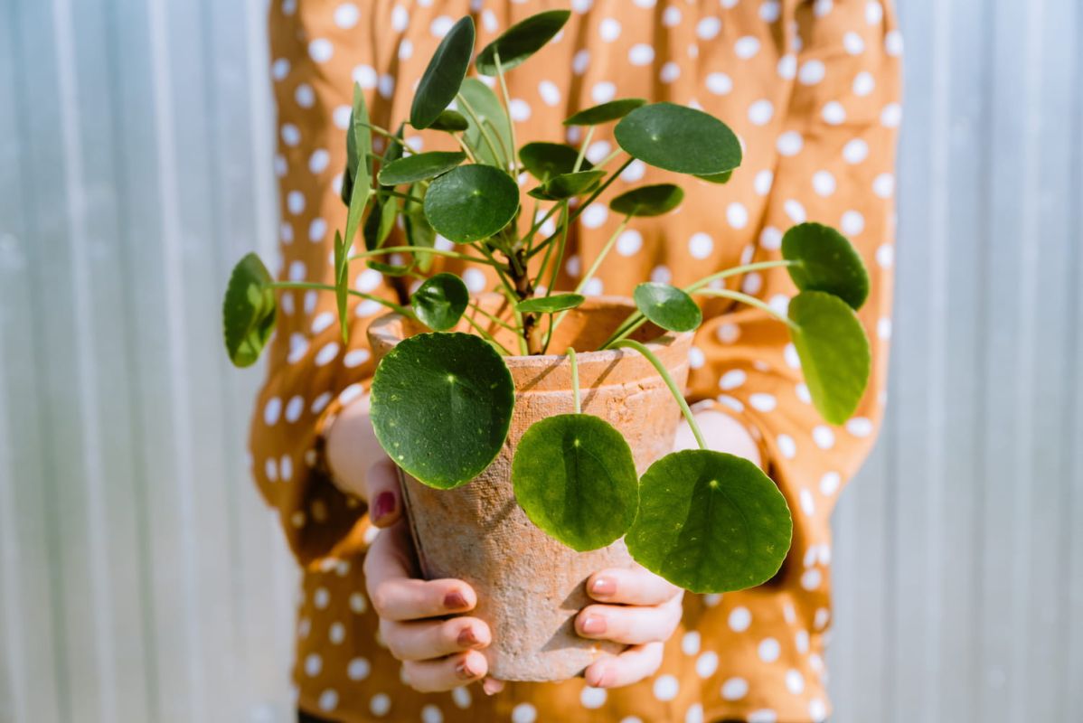 Des plantes porte-bonheur pour attirer l'argent chez vous