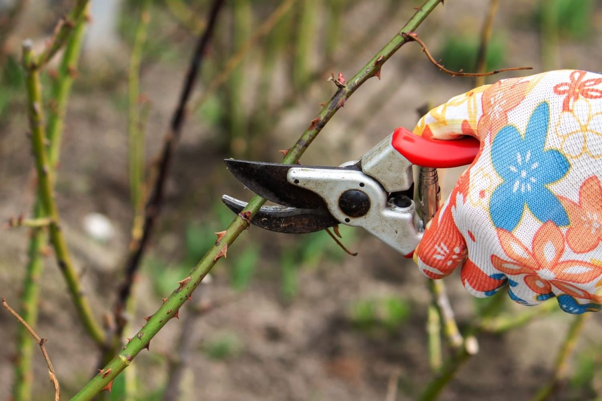 jardiner en janvier : suivez le rythme de la lune pour des fruits et fleurs réussis