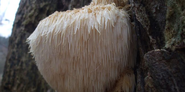 Hydne hérisson : le champignon mystérieux à découvrir