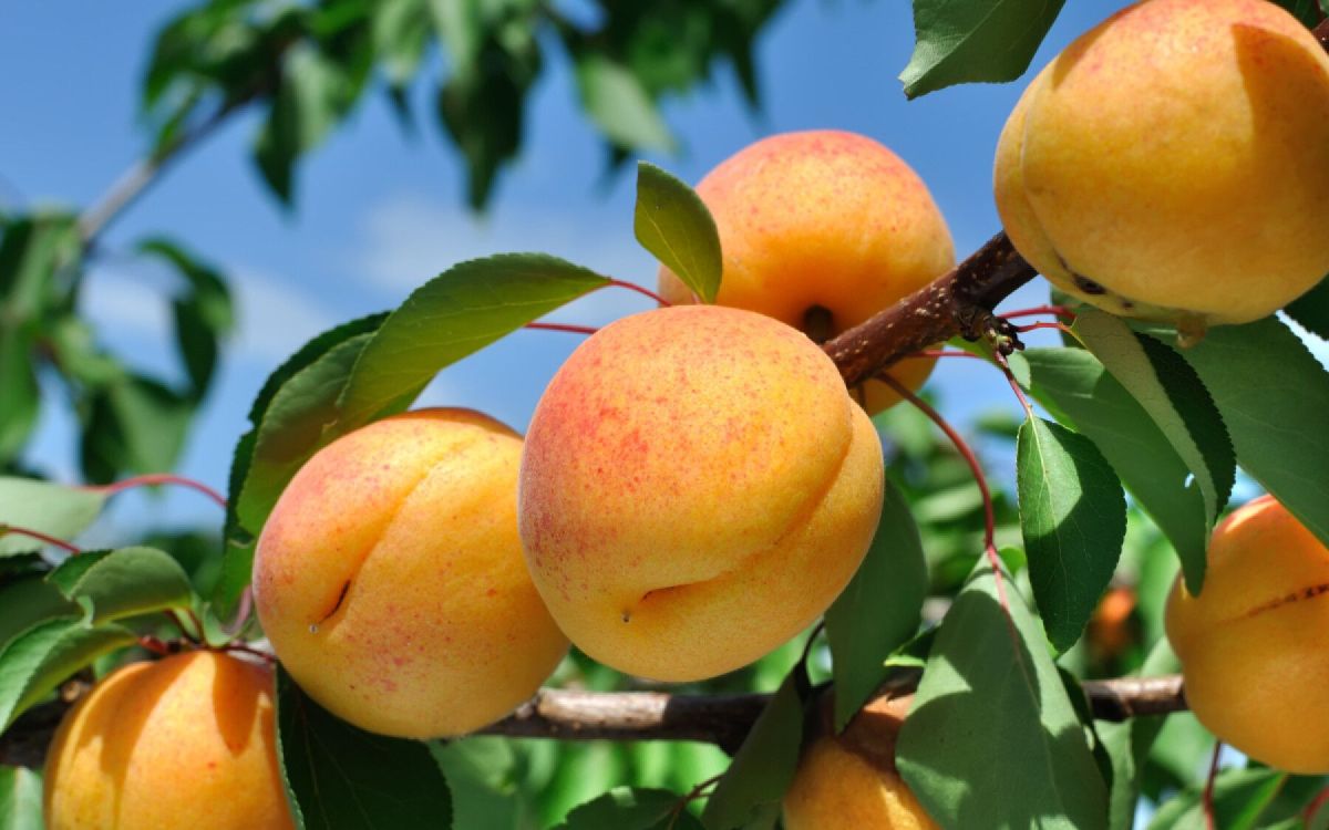 Cultiver des arbres fruitiers : nos conseils pour une récolte abondante