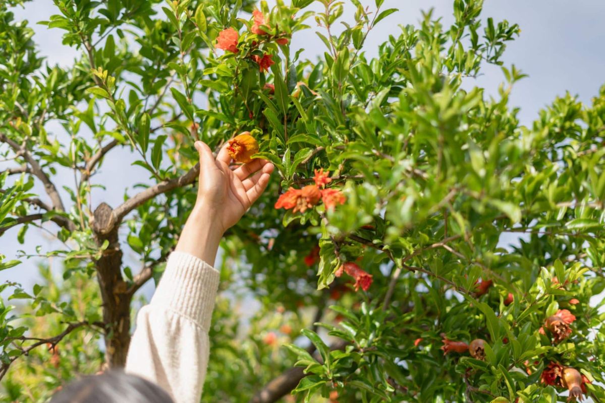 Un arbre fruitier surprenant qui pousse tout seul et embellit votre jardin